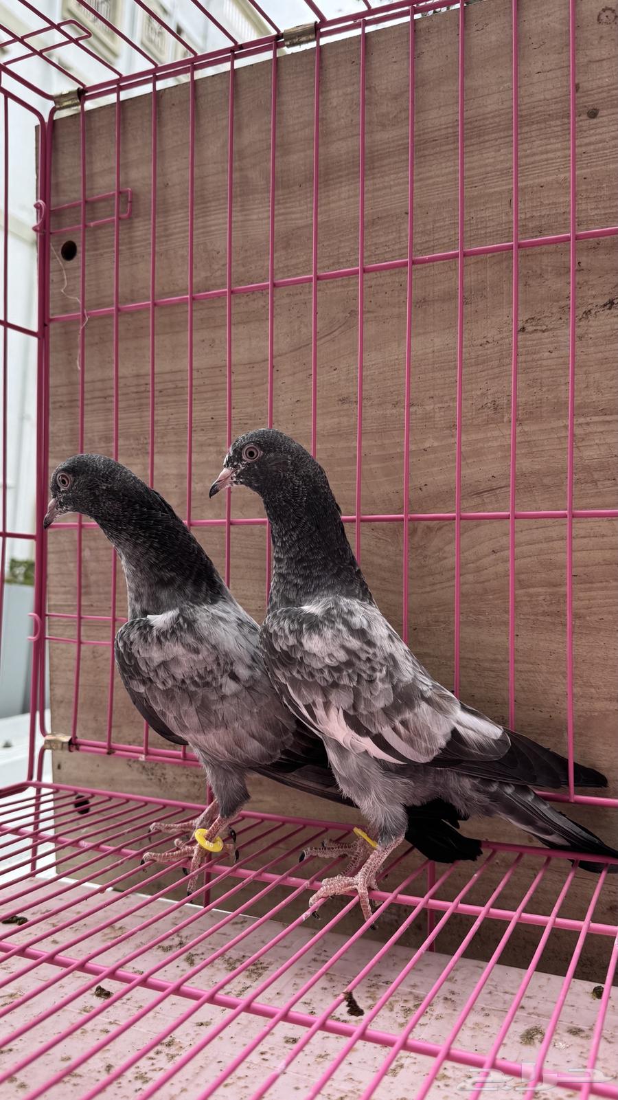 طبات حمام باكستاني (تم البيع)64460530531331112