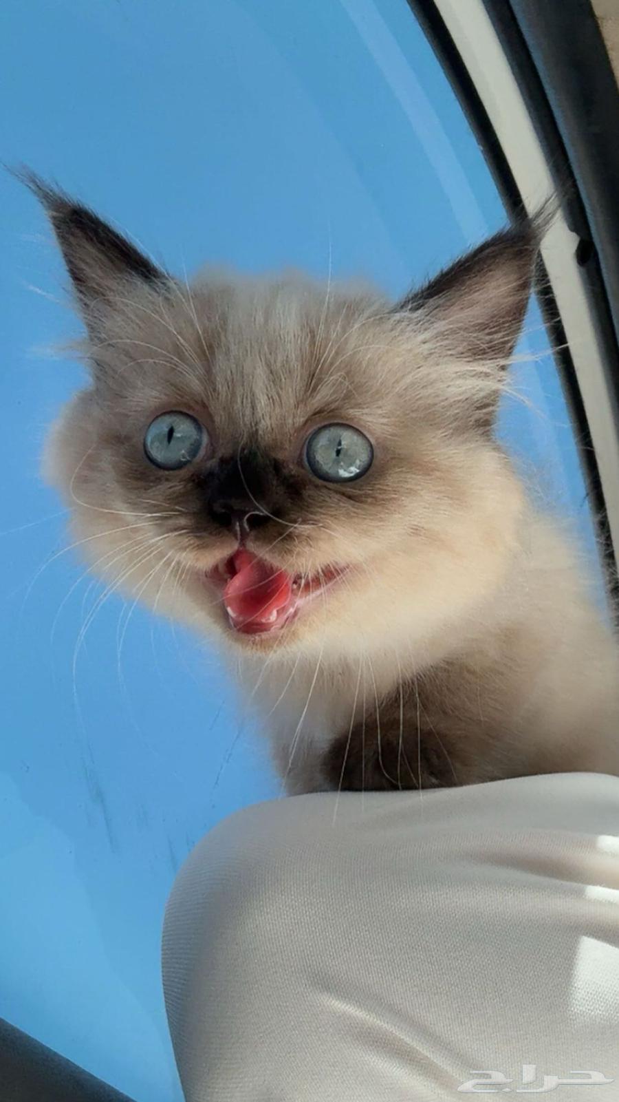 قطة همالايا للبيع فقط64462117785346110