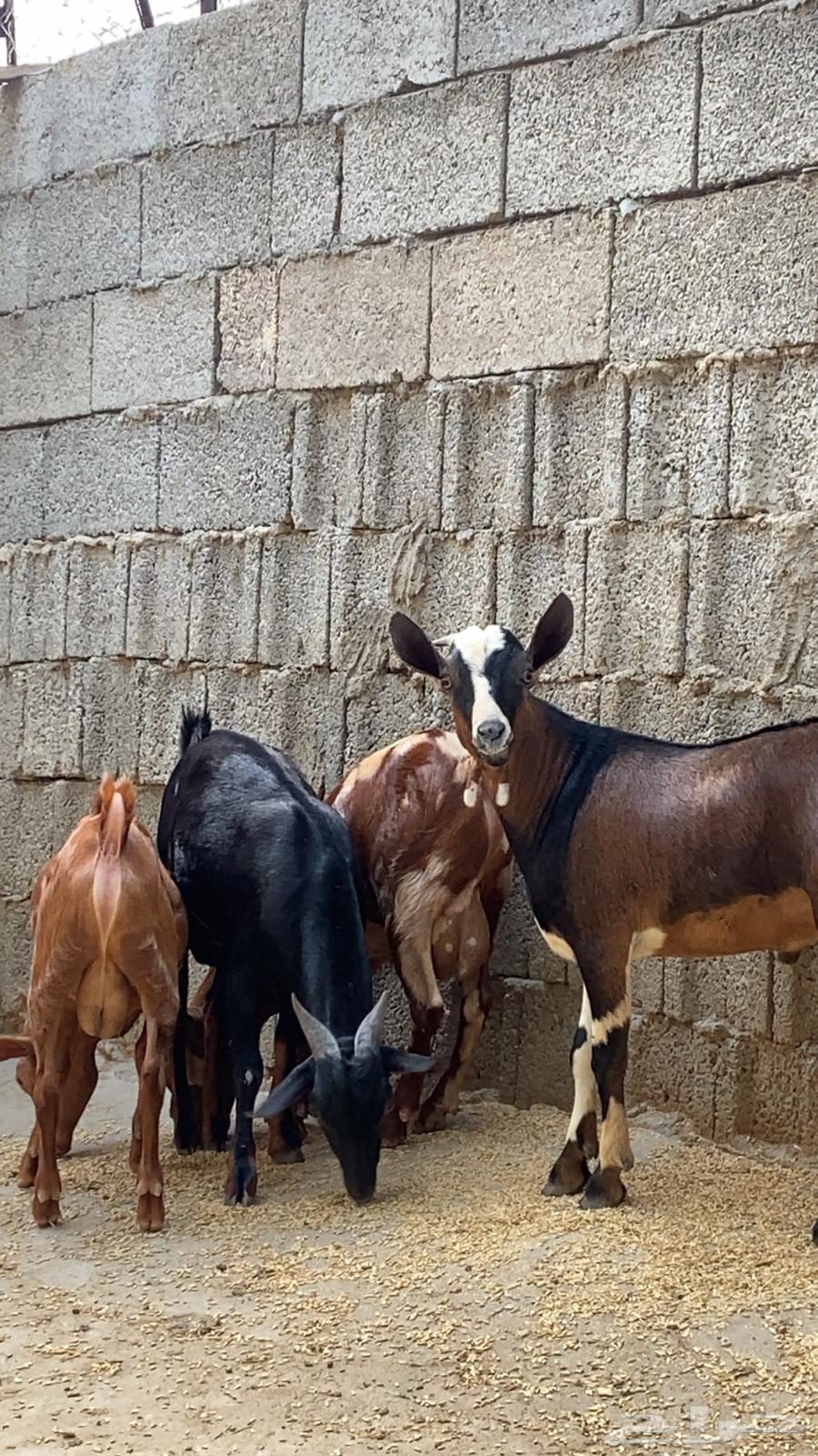 Local rams conditioned number 464461732583042114