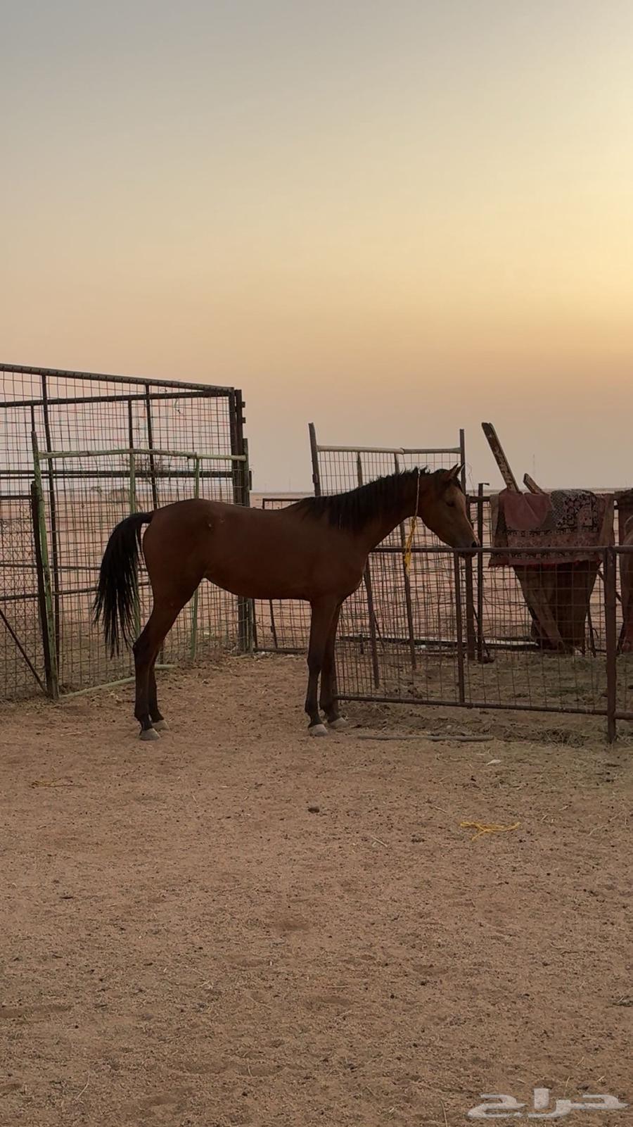 للبيع مهره طيبه64460270013057111