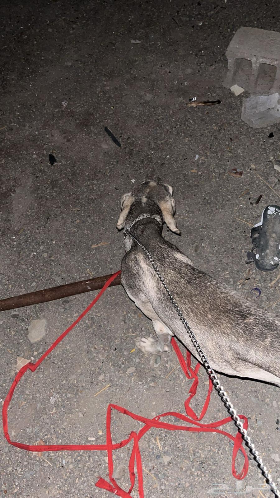 سلوقي للبيع شرط64463917091331110