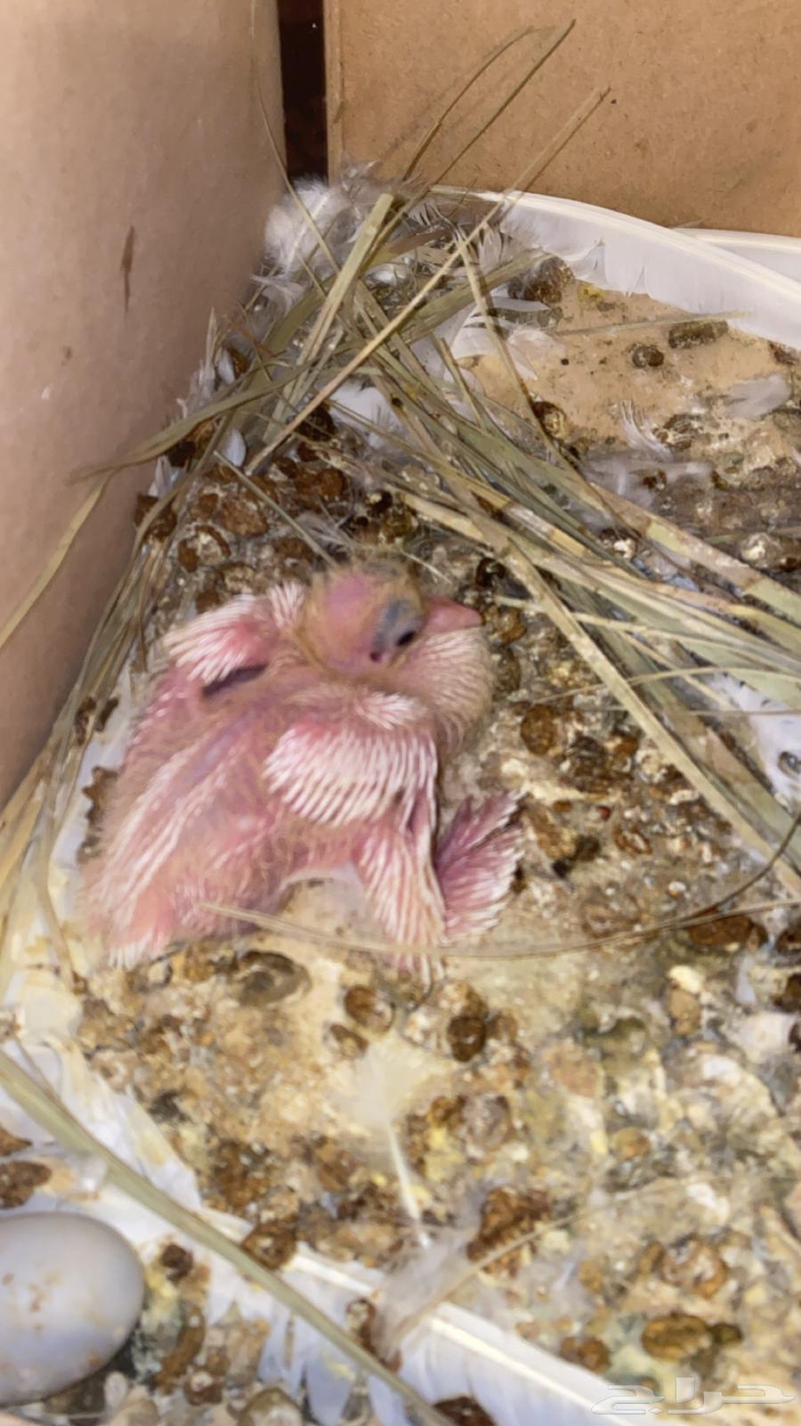 Dancing Pigeons64463237814018110