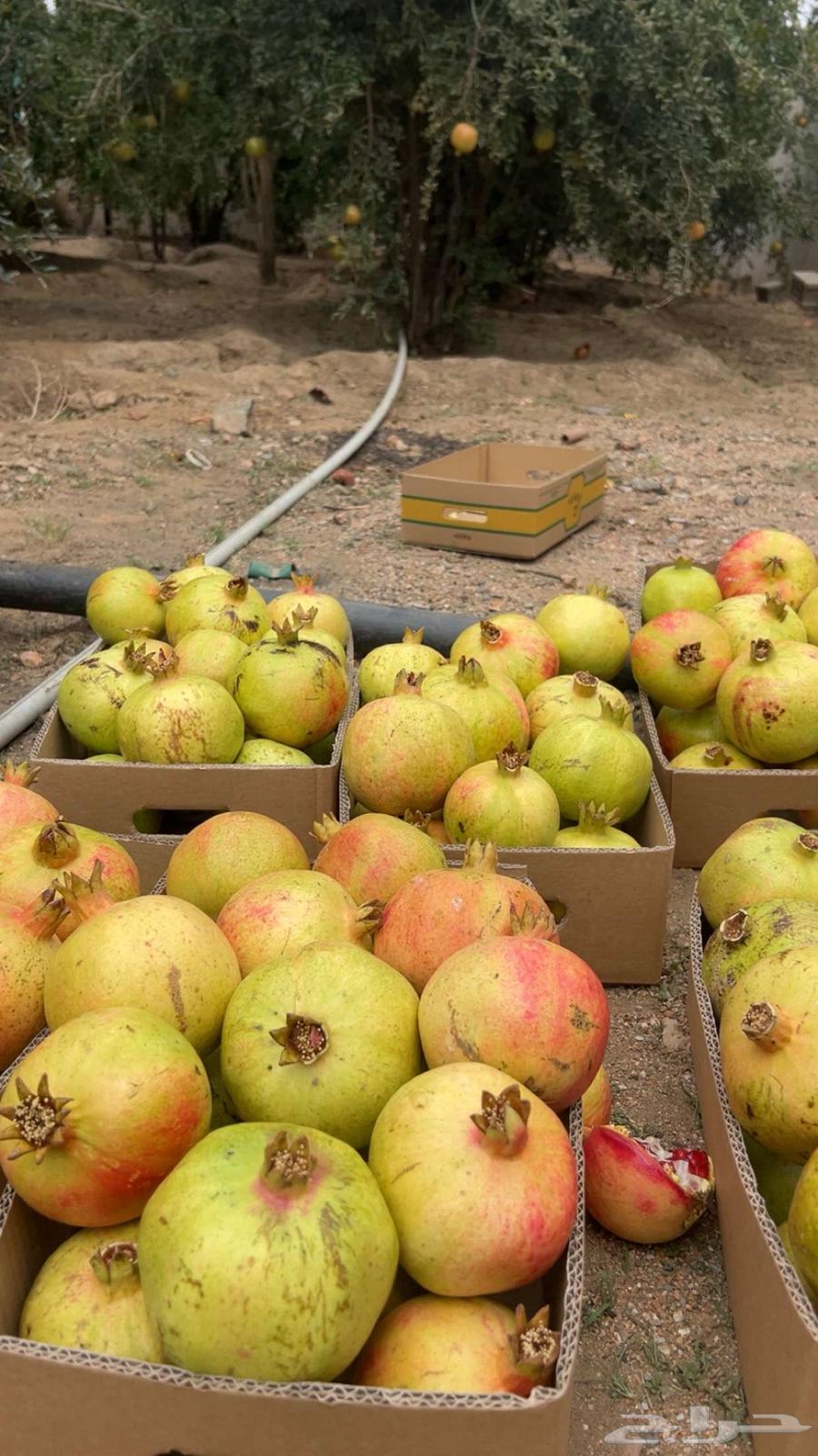 A luxurious pomegranate from Al-Ma'mar farm, high quality from start to finish64459883663873112