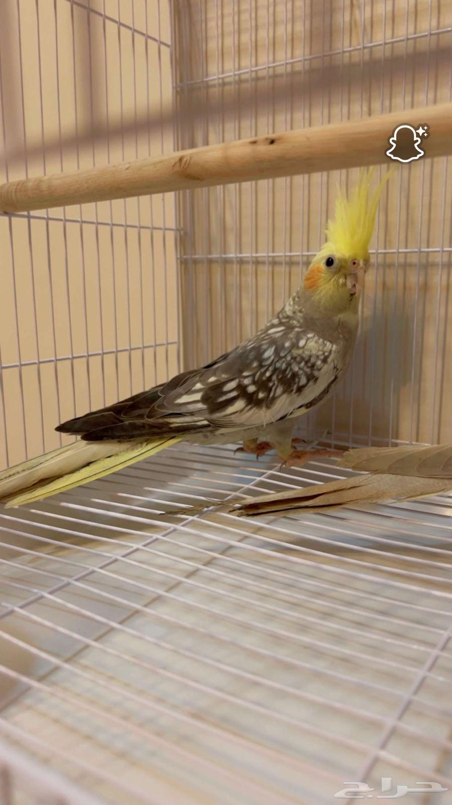 كروان انتاج للبيع64463847038979111