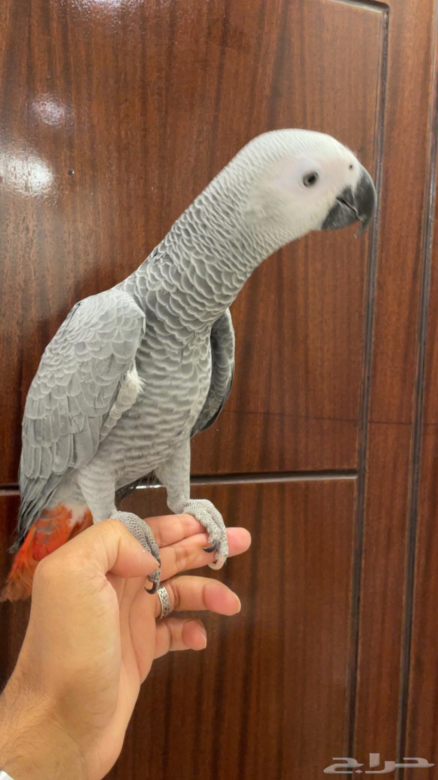 للبيع فرخ كاسكو اليف وهدد64463586572161111