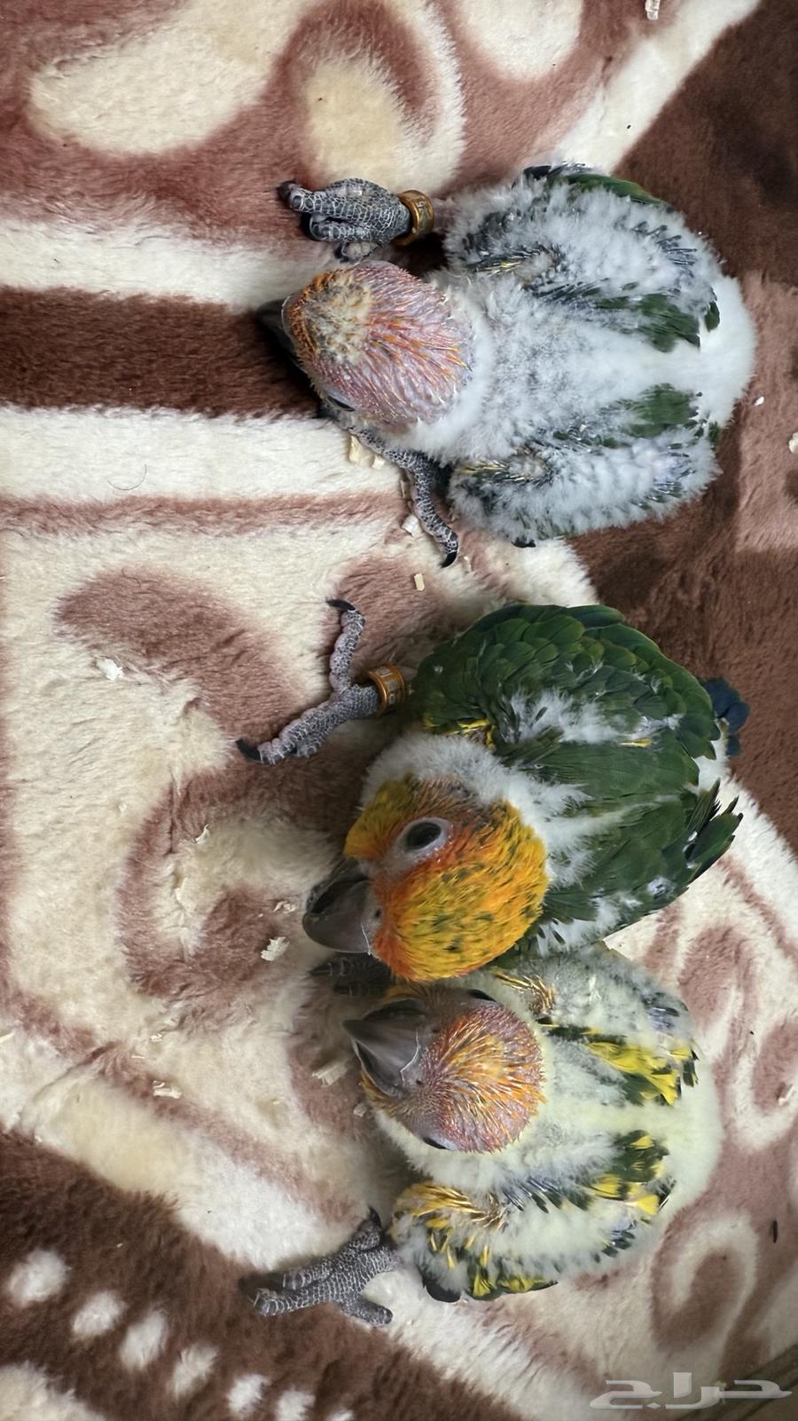 فروخ صن كنيور64413772034947112