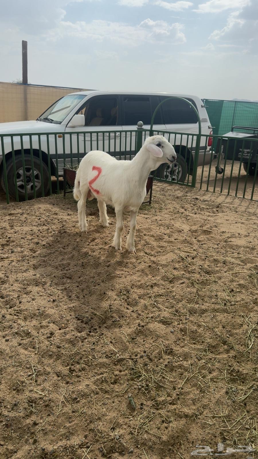 Mashari3 Fuhool64461403308546112