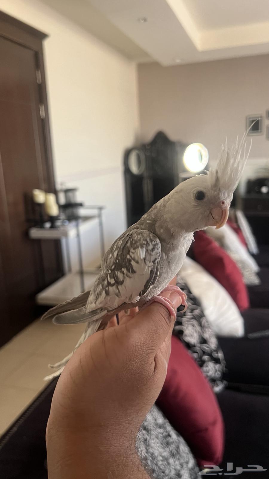 كروان اليف ويطلع على اليد حمامه ماعنده عض64459109925889112