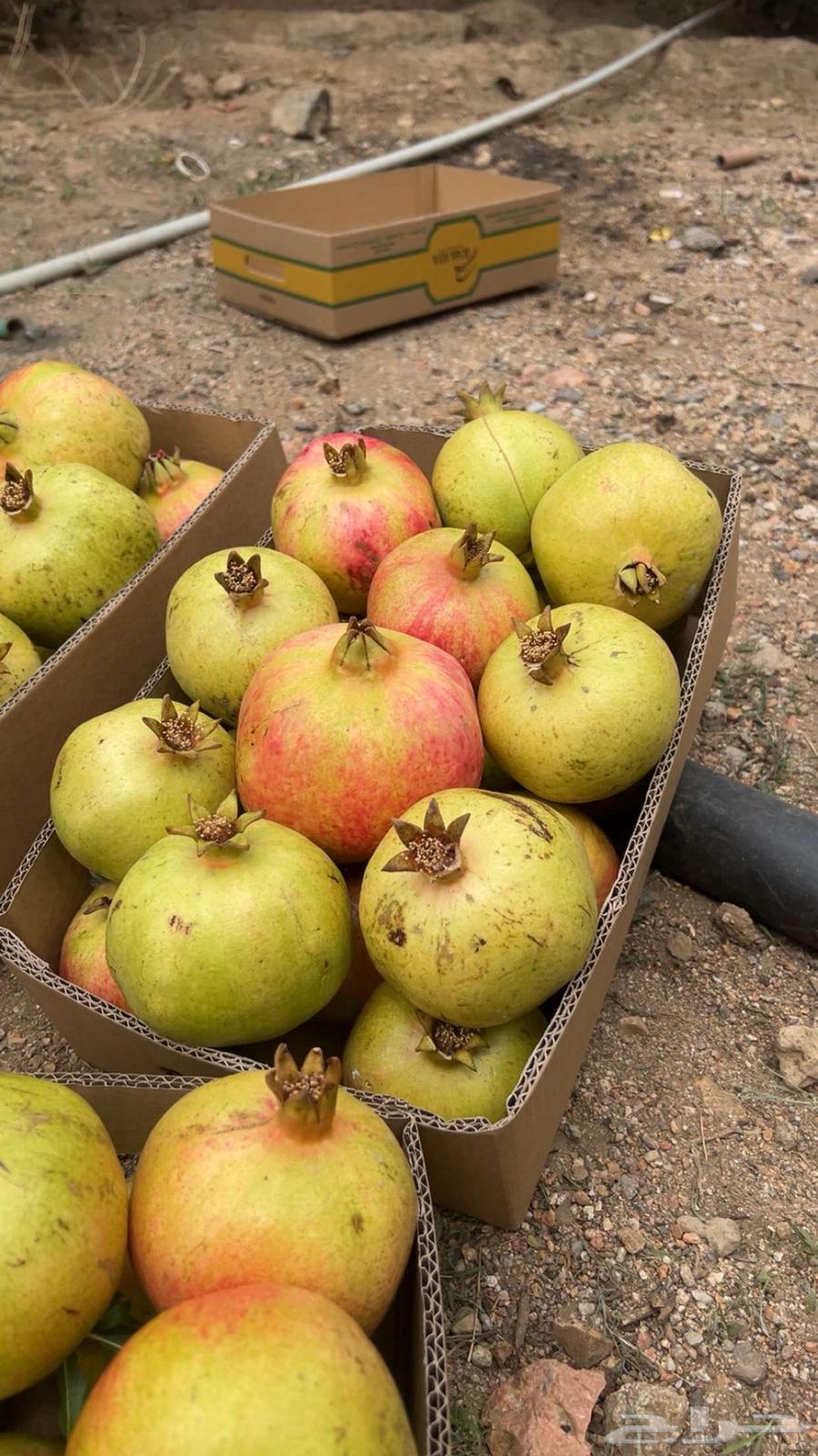 A luxurious pomegranate from Al-Ma'mar farm, high quality from start to finish64459883663873114