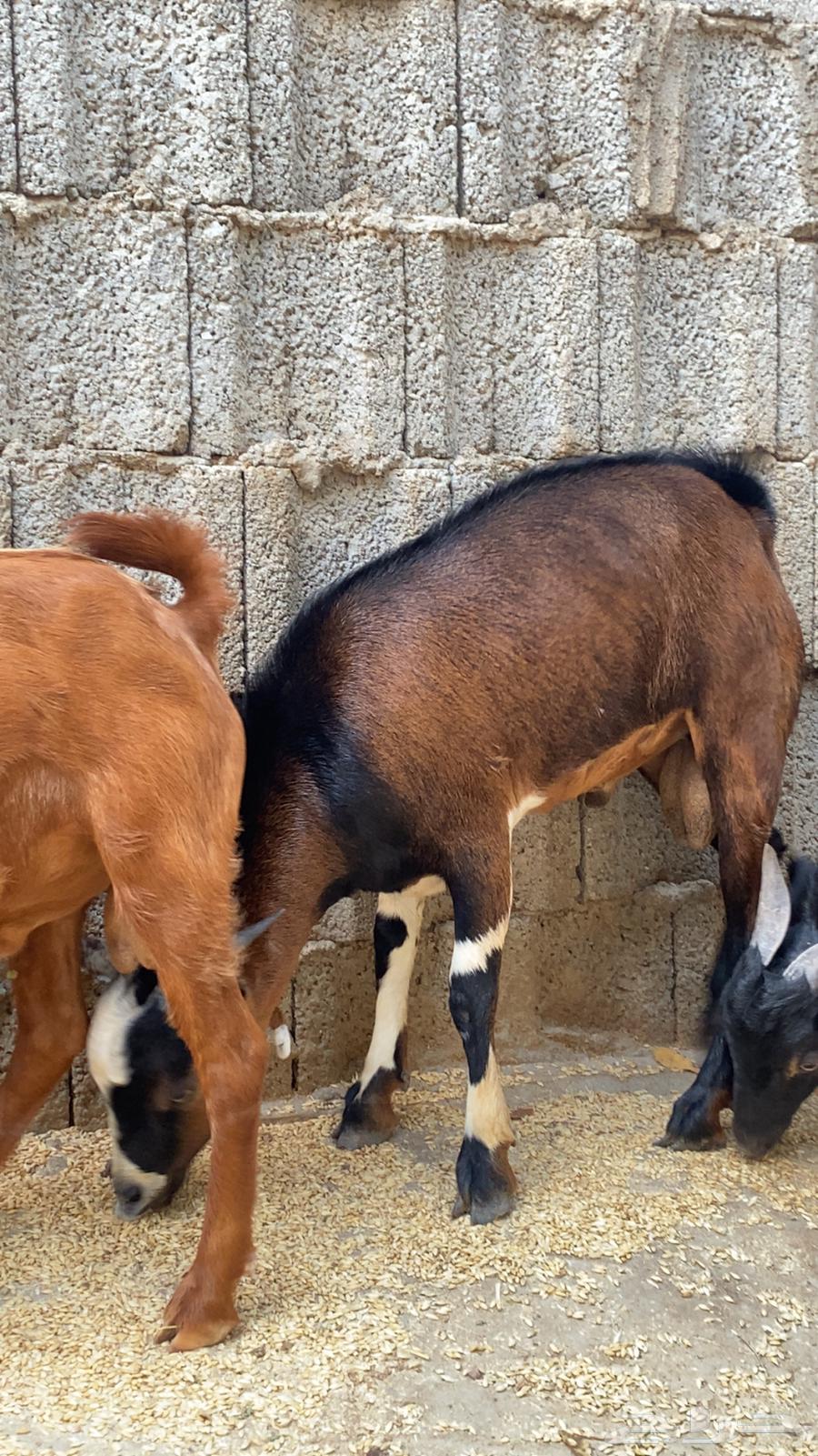 Local rams conditioned number 464461732583042112