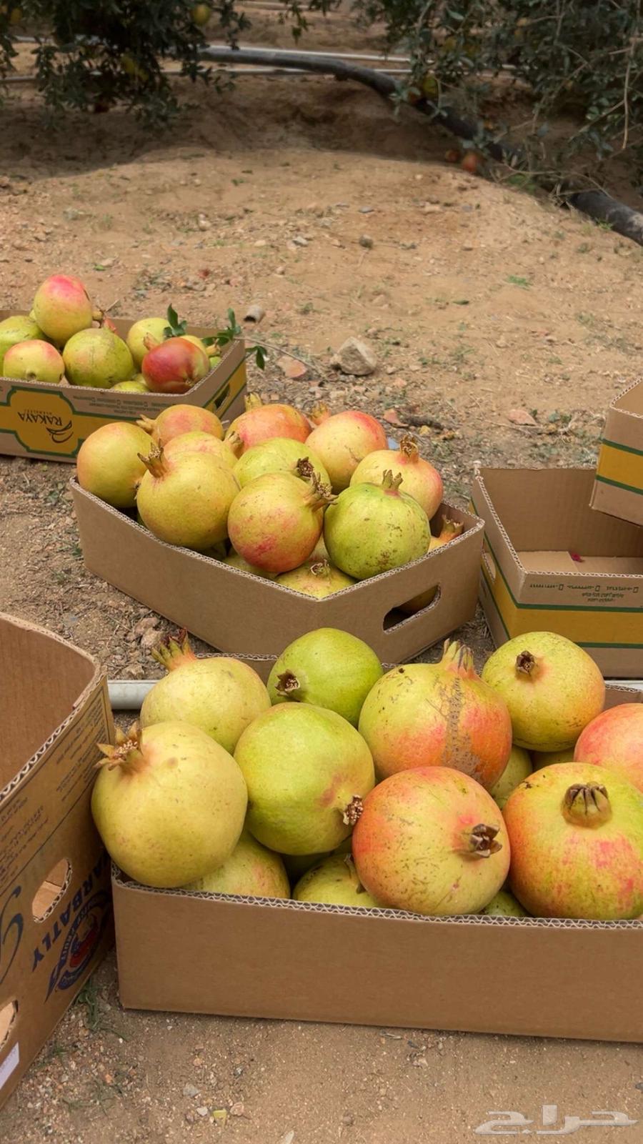 A luxurious pomegranate from Al-Ma'mar farm, high quality from start to finish64459883663873110