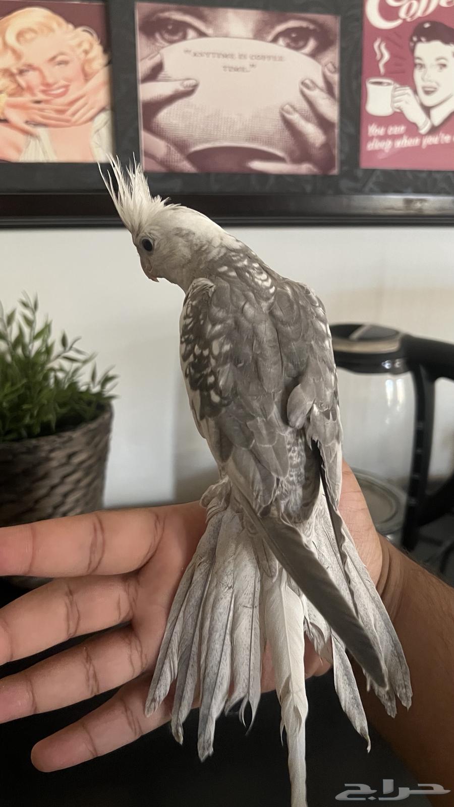كروان اليف ويطلع على اليد حمامه ماعنده عض64459109925889111