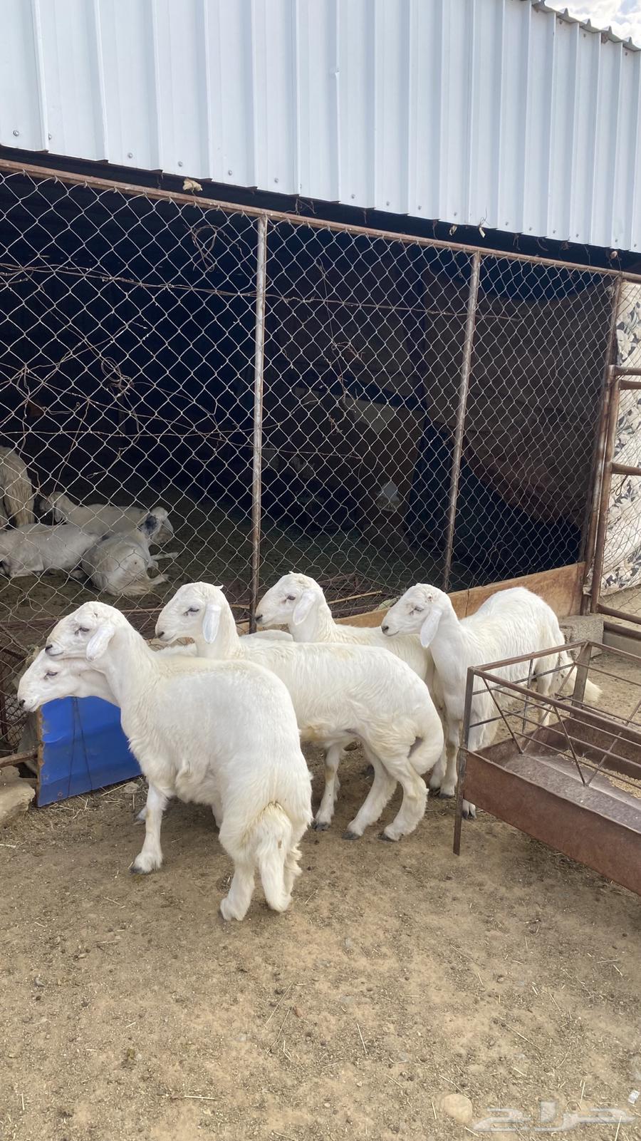 بهم كفو صنف الصنف ( تم البيع )64459094596098111