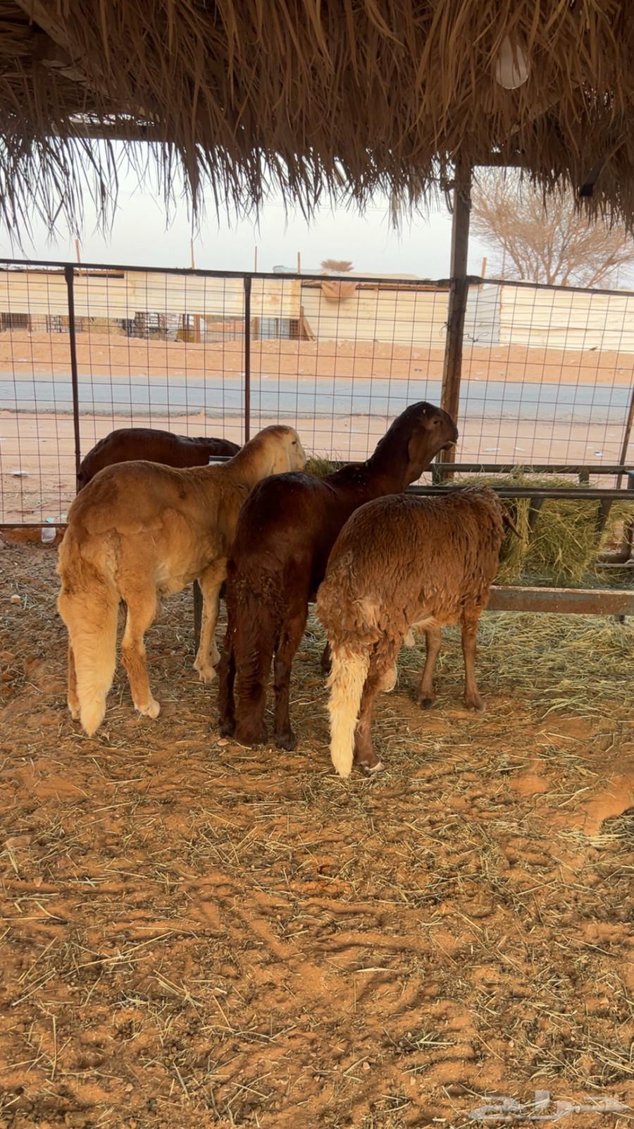 Premium closed chicken coops in Swakin64464266533505111