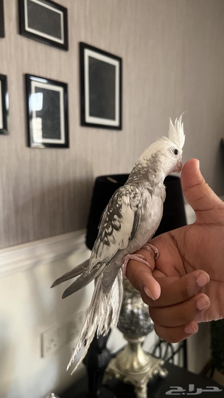 كروان اليف ويطلع على اليد حمامه ماعنده عض64459109925889114
