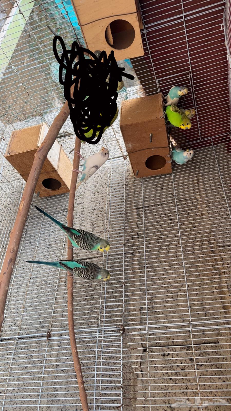 أزواج بادجي64461090049282110