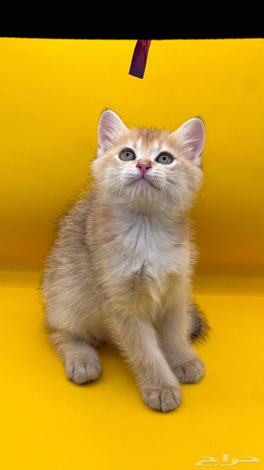 Scottish Fold Cats64457172105859110