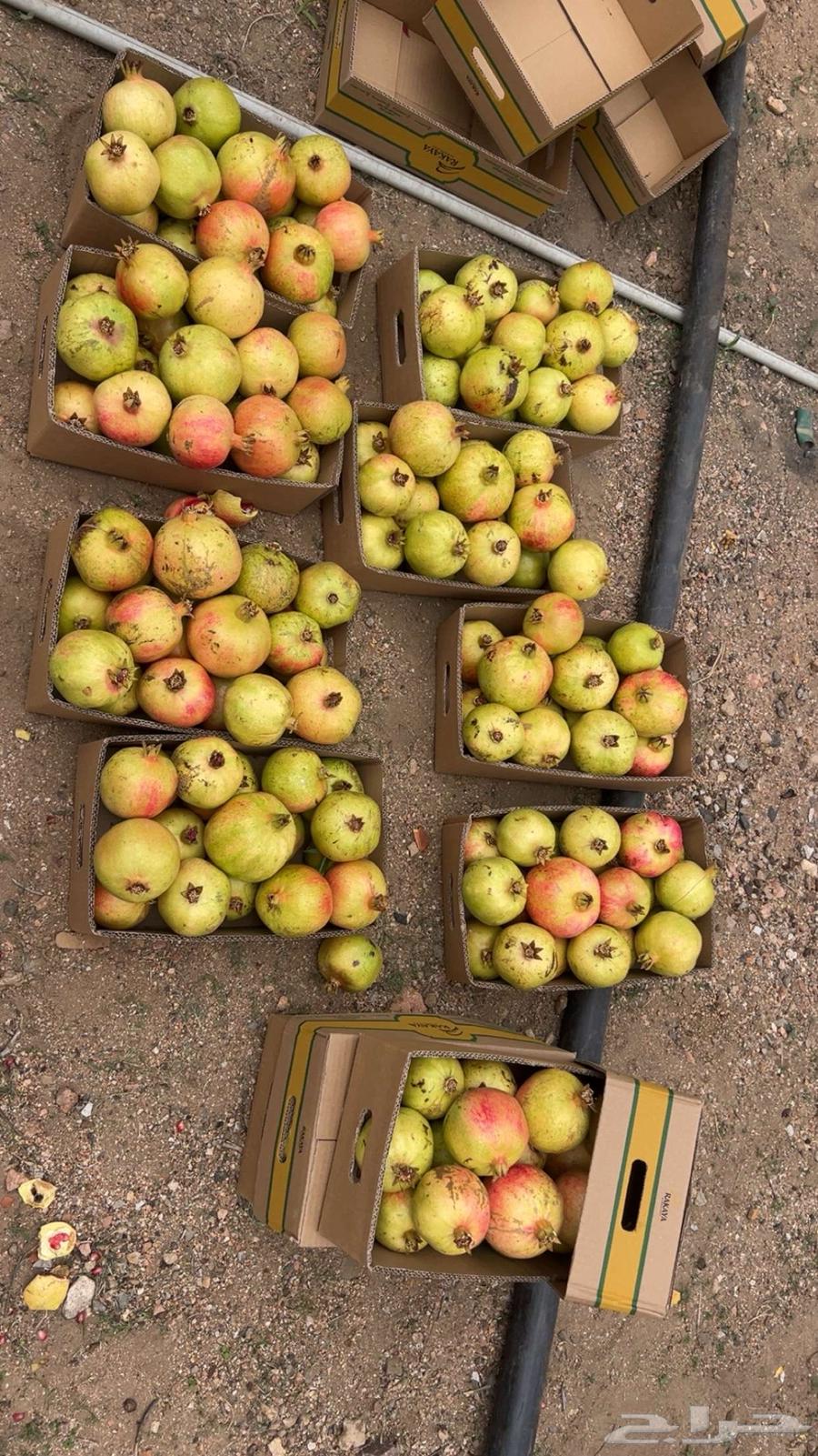 A luxurious pomegranate from Al-Ma'mar farm, high quality from start to finish64459883663873113