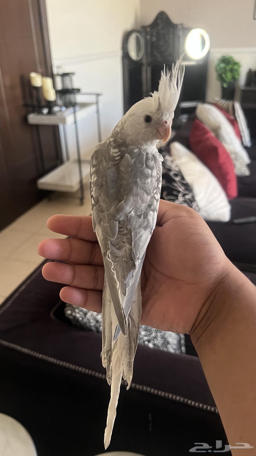 كروان اليف ويطلع على اليد حمامه ماعنده عض64459109925889110