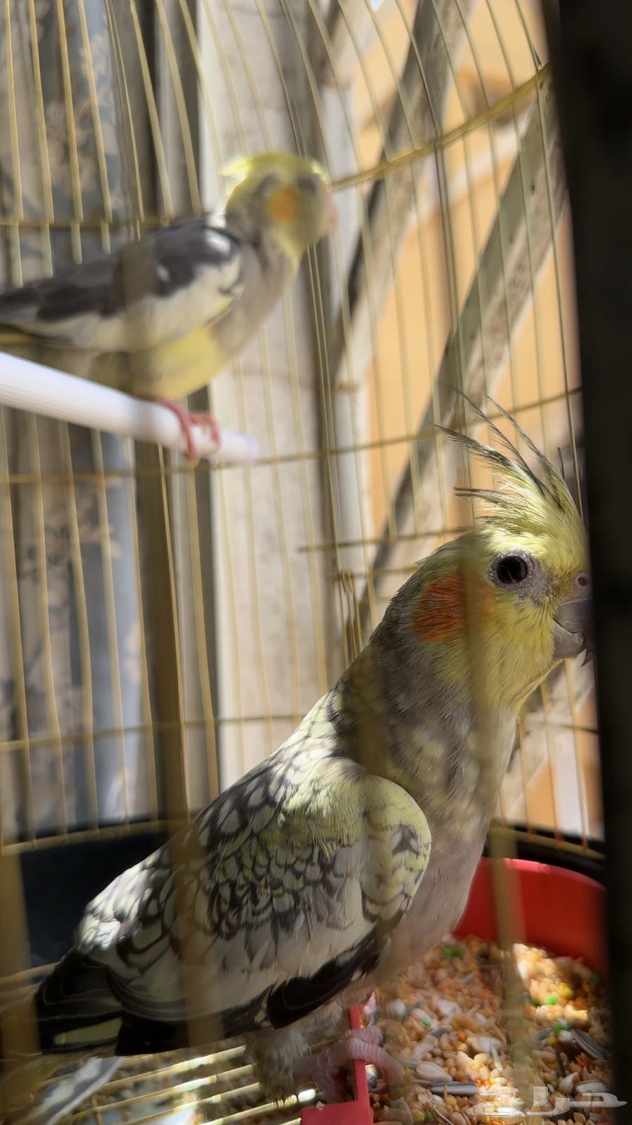 عصافير كراون ب350 قابل للتفاوض64459619826435111