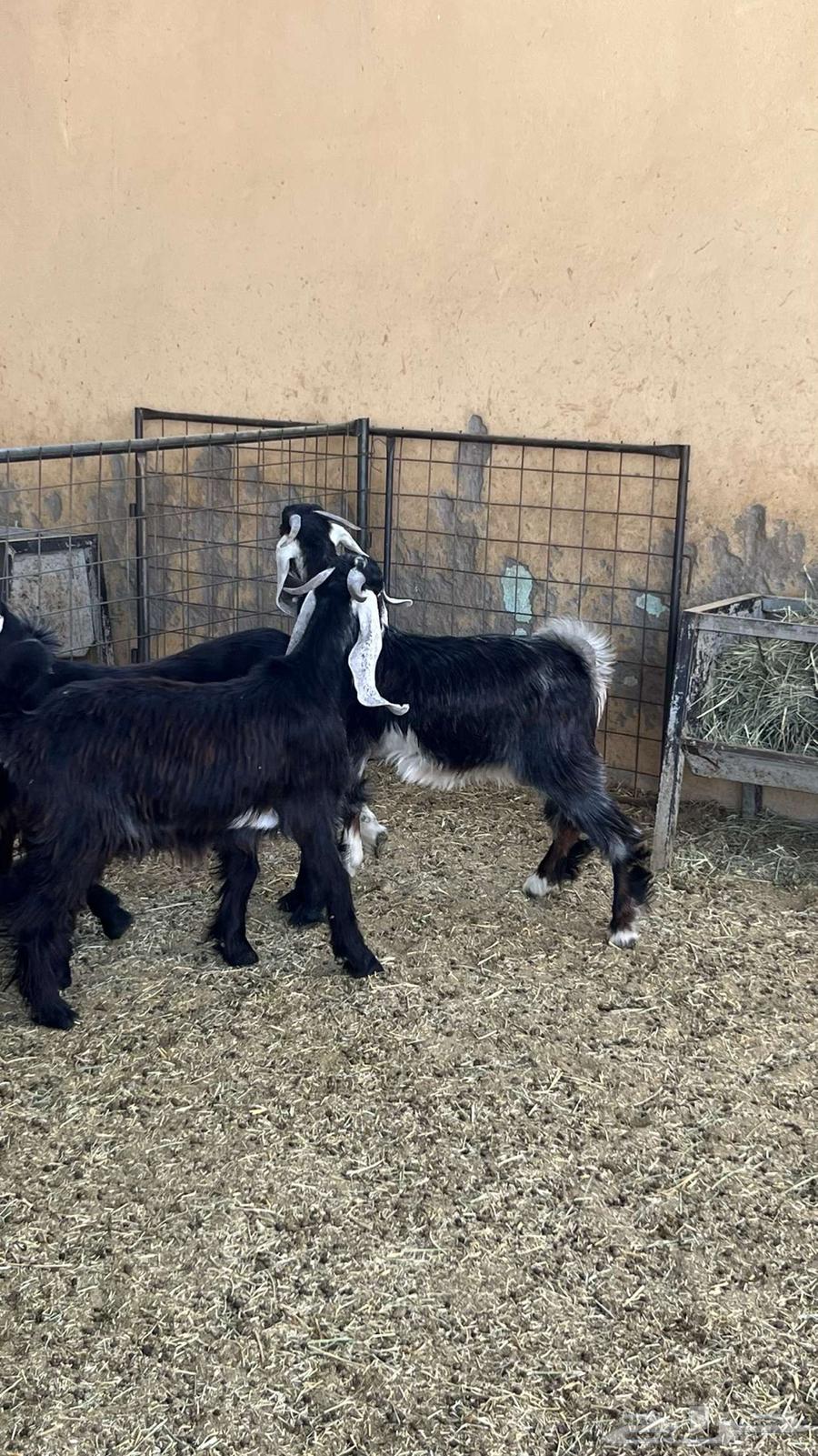 Tios Mkhasi64459729321219111