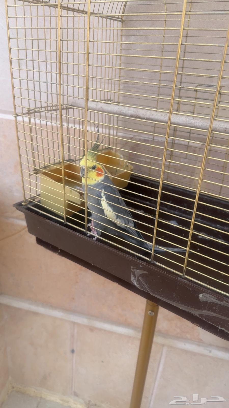 كروان للبيع64460147331714111