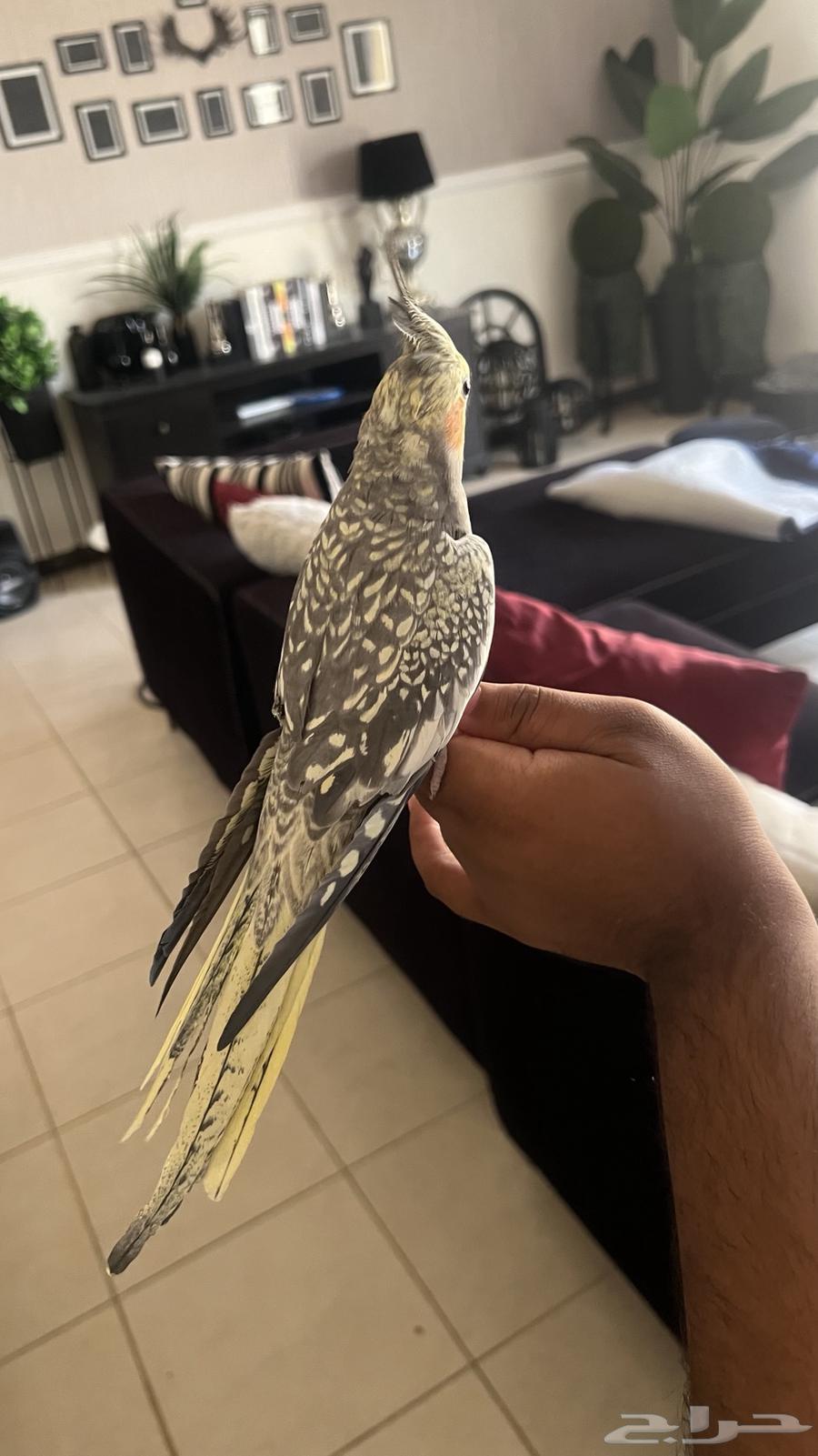 ذكر كروان اليف جد ا حمامه ويطلع على اليد64459080375681111