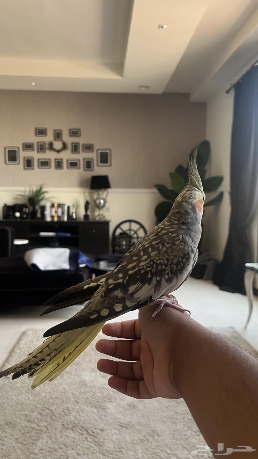 ذكر كروان اليف جد ا حمامه ويطلع على اليد64459080375681113