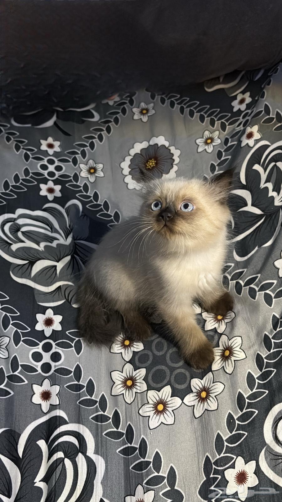 قطة همالايا للبيع فقط64462117785346113