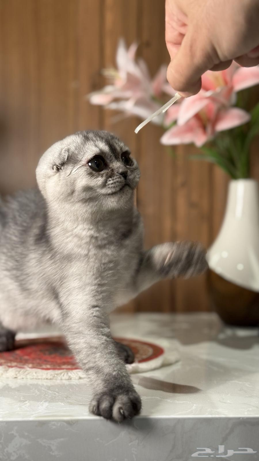 للبيع كيتن سكوتش تربل فولد انثى سلفر64462596857473111