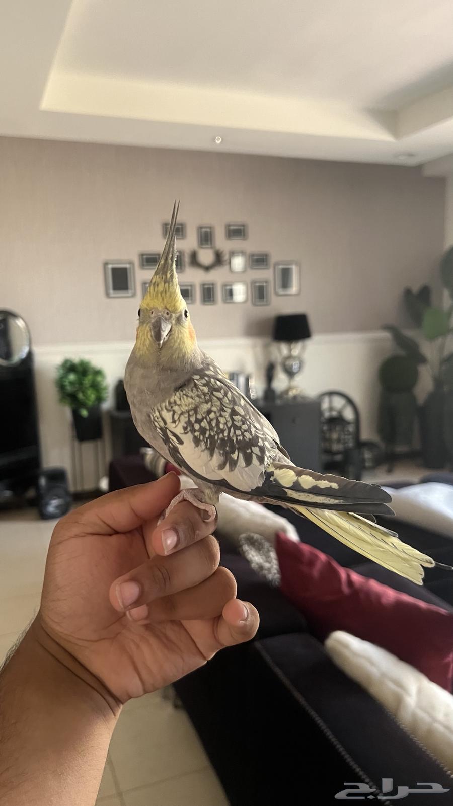 ذكر كروان اليف جد ا حمامه ويطلع على اليد64459080375681112