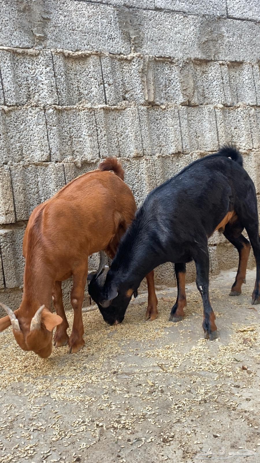 Local rams conditioned number 464461732583042110