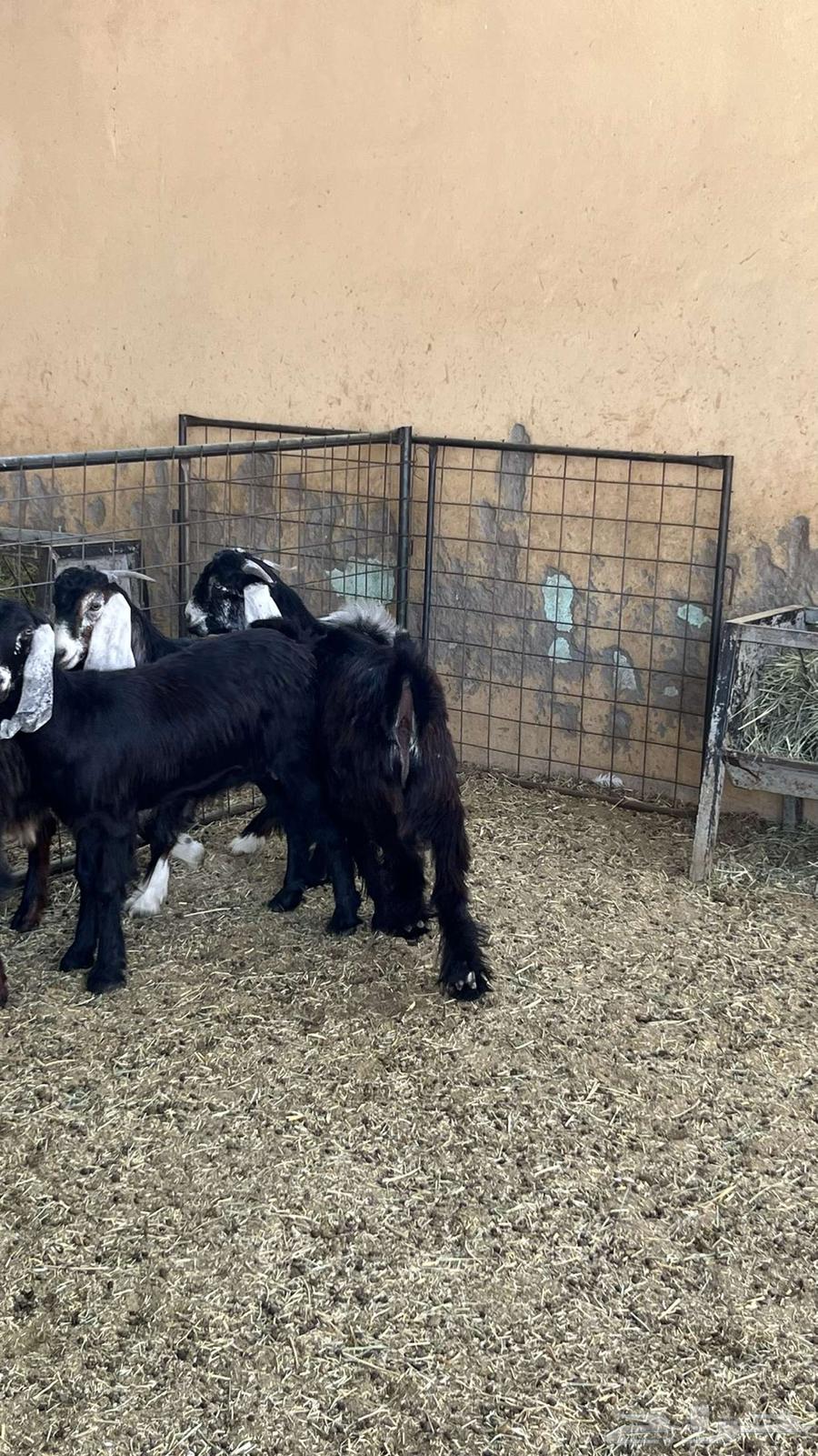 Tios Mkhasi64459729321219113