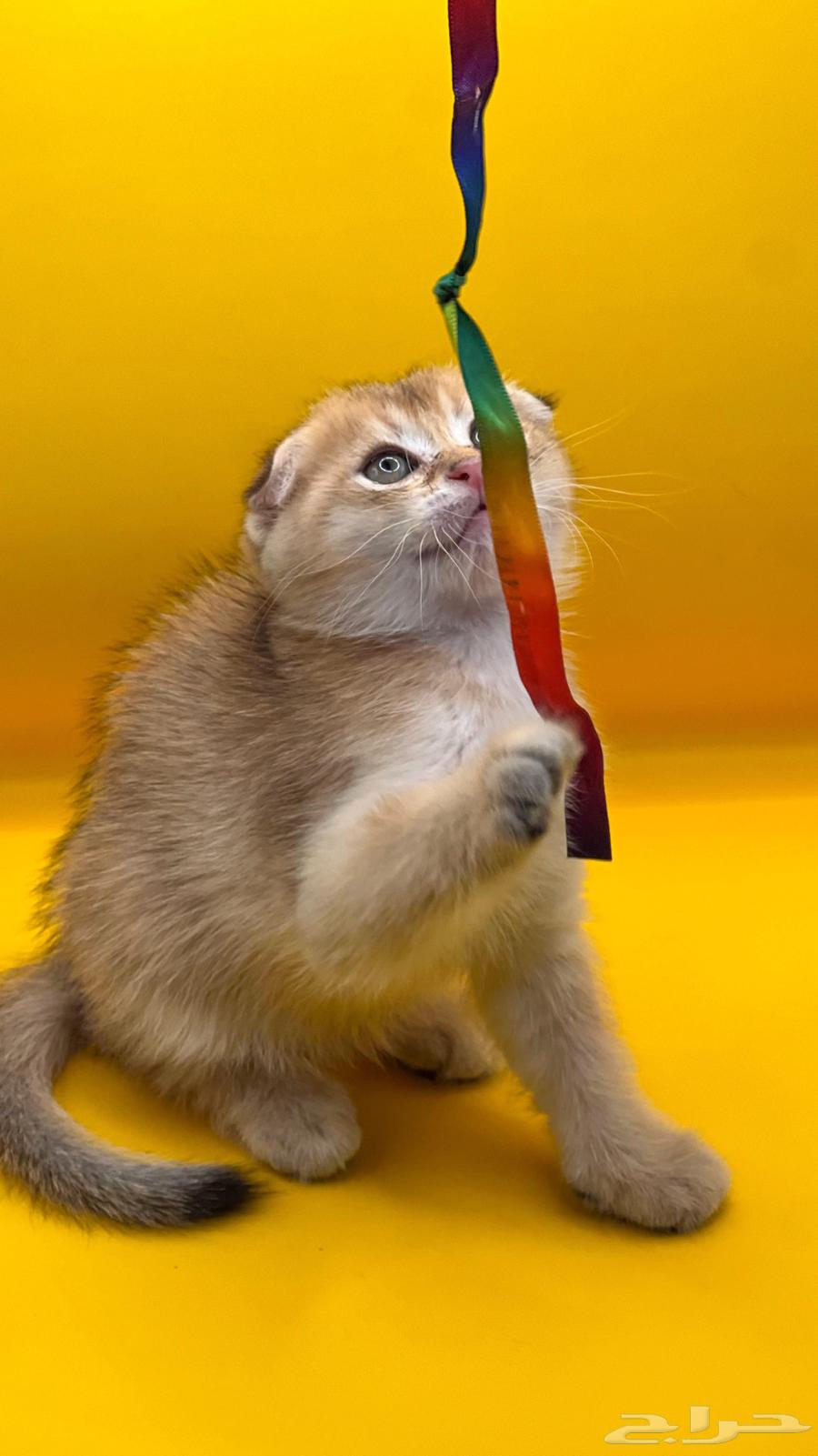 Scottish Fold Cats64457172105859114