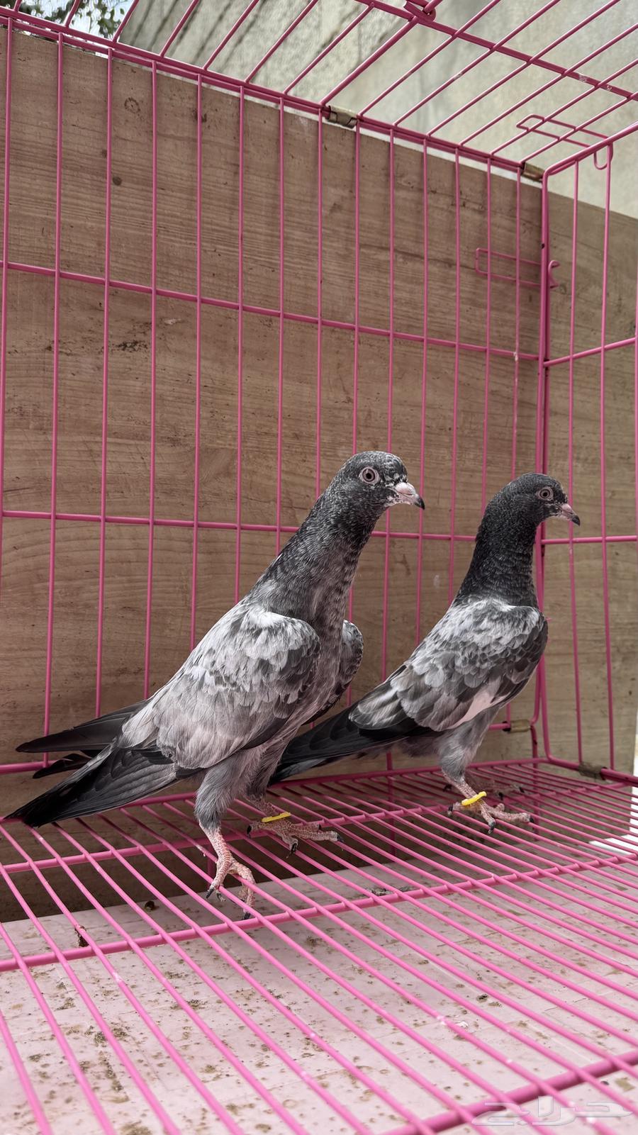 طبات حمام باكستاني (تم البيع)64460530531331113