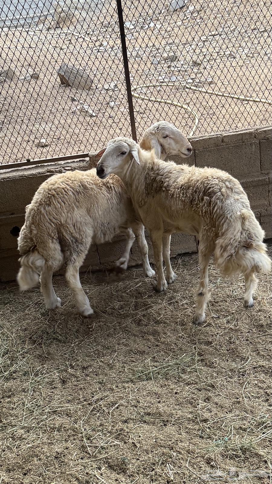 طليان للبيع64461911625219111