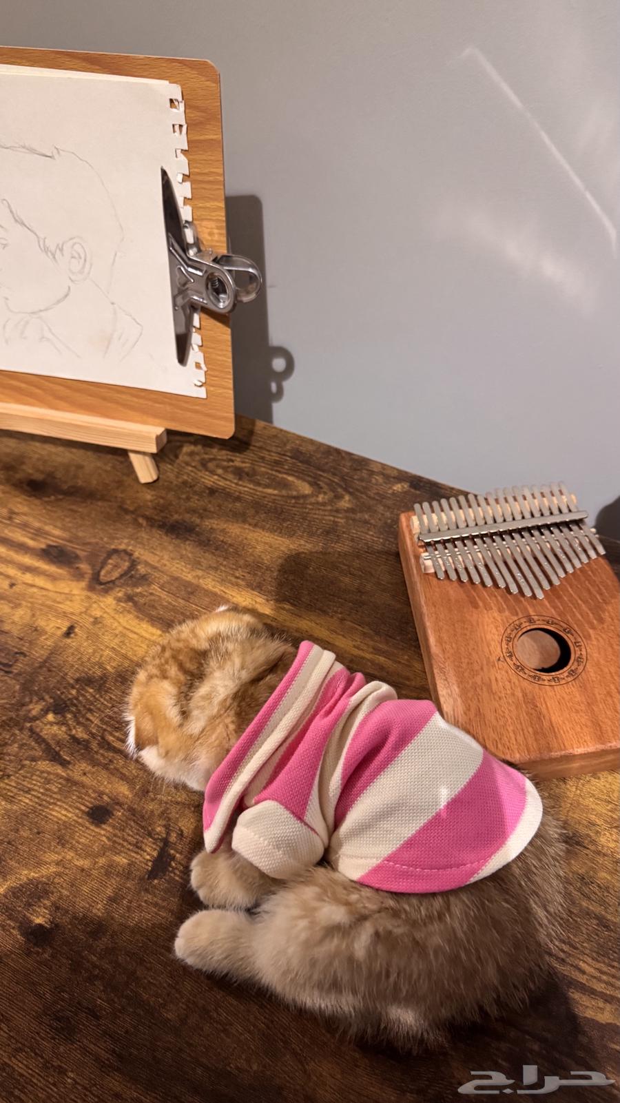 For sale: last available kitten from a rare dwarf category lineage64462321879553112