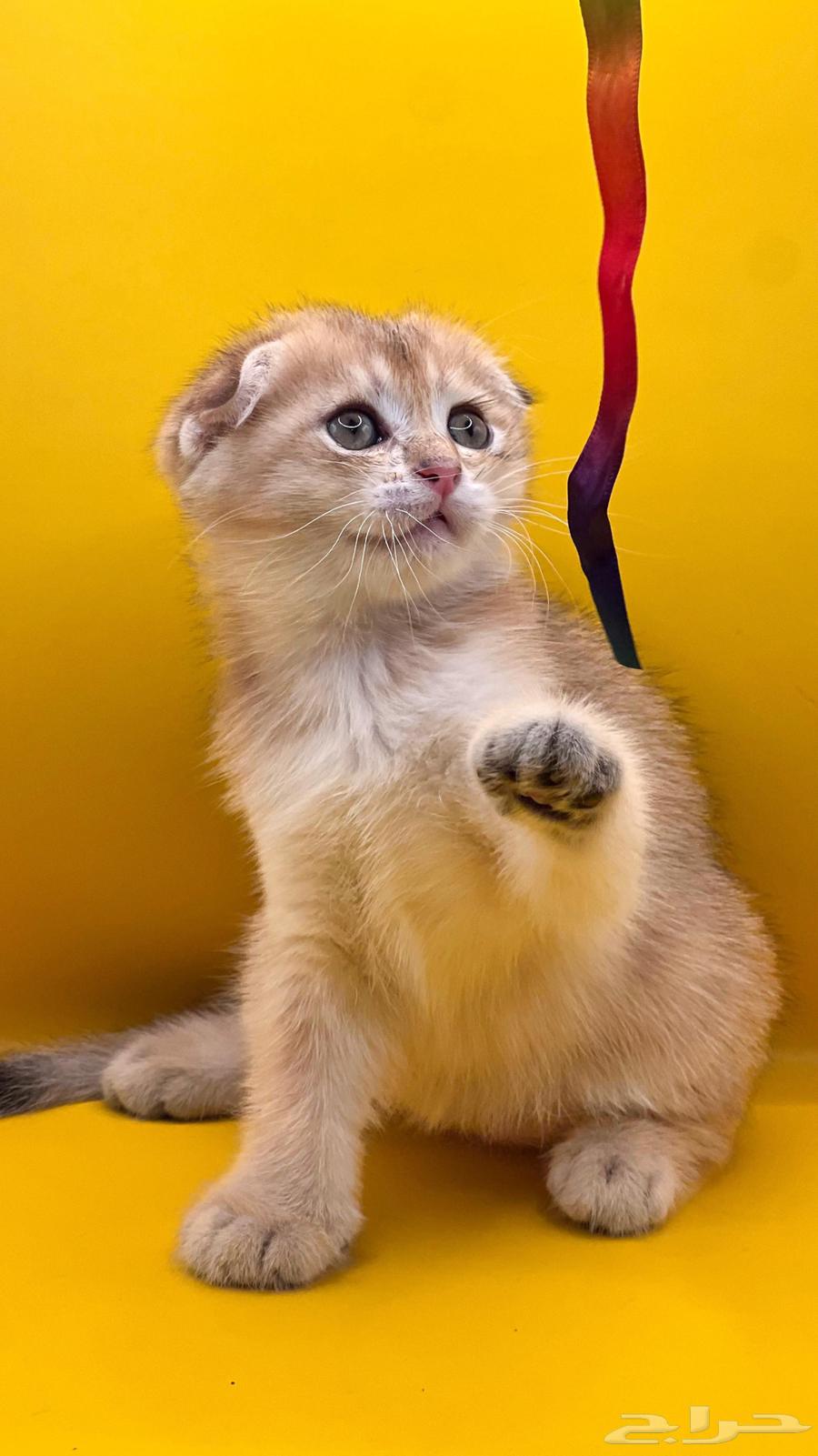 Scottish Fold Cats64457172105859113