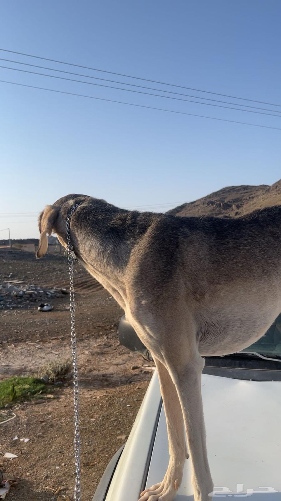 سلوقي للبيع شرط64463917091331111