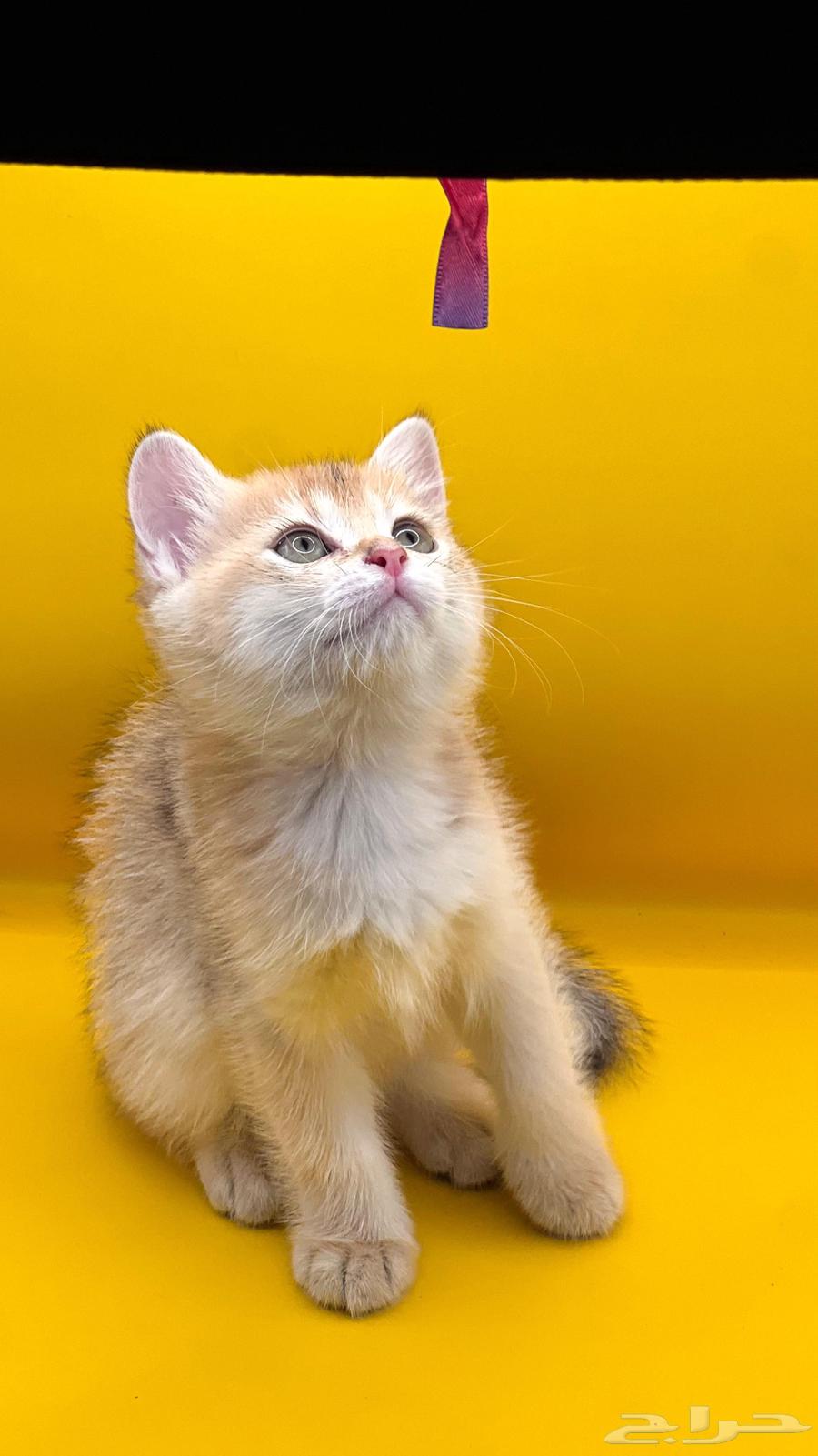 Scottish Fold Cats64457172105859111