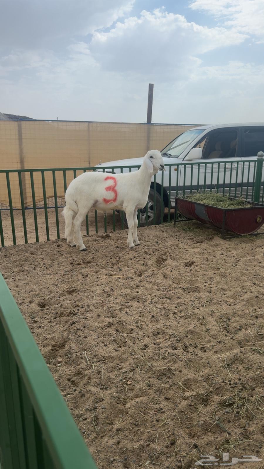 Mashari3 Fuhool64461403308546111