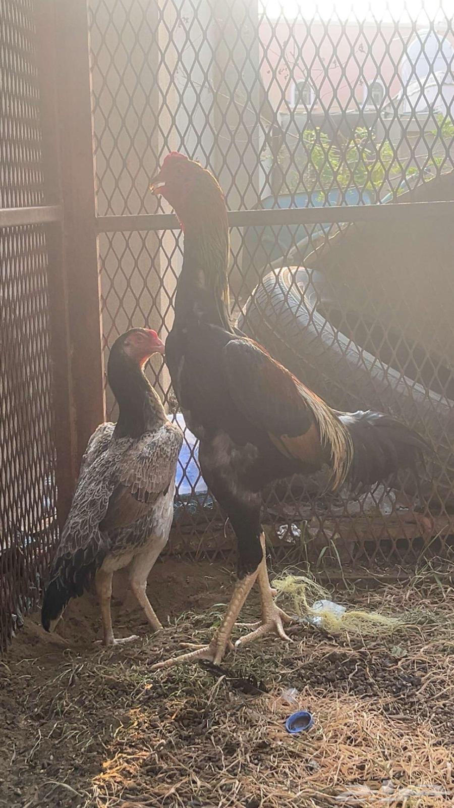 طقم شامو ياباني64461533756803110