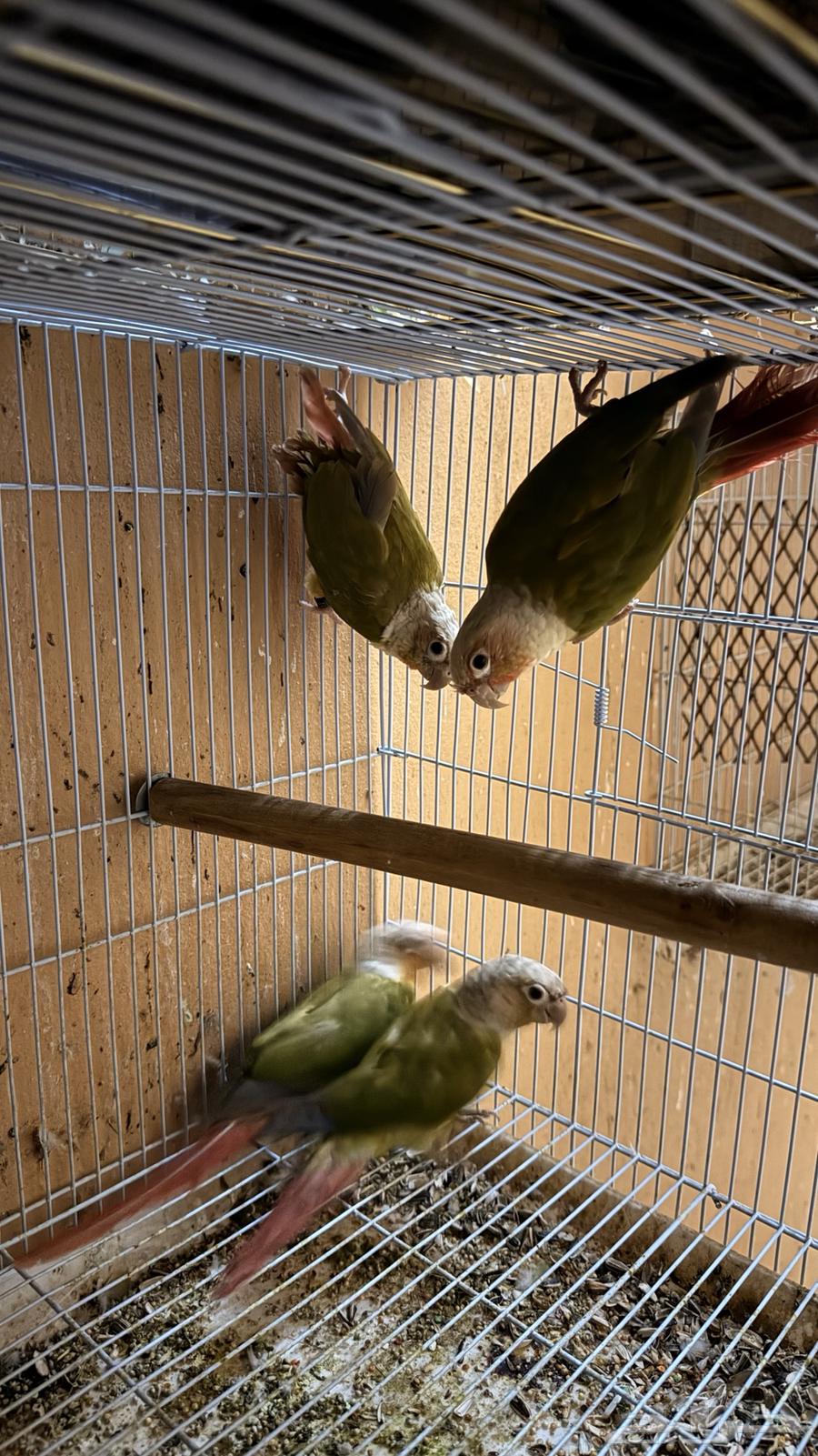 زوجين كنيور انناس للبيع او للبدل المناسب64460666304259110