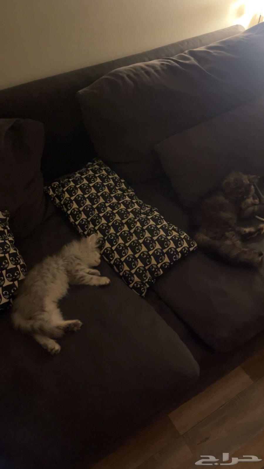 Kittens with their belongings64464294695938111