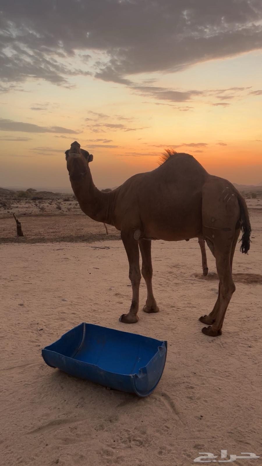 Coastal camel64463751441153110