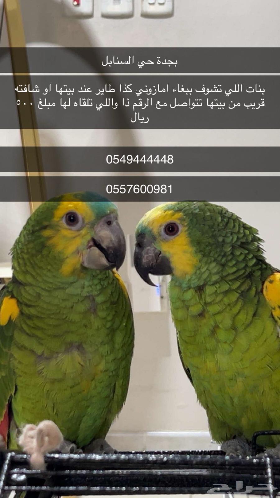 ببغاء امازوني ضايع اللي يلقاه له 500ريال64458975213313110