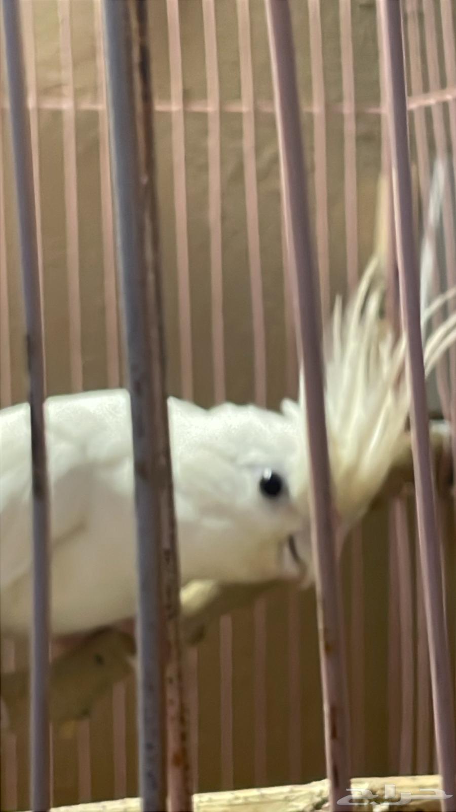 Two-and-a-half-year-old Crow Bird64458629400579114