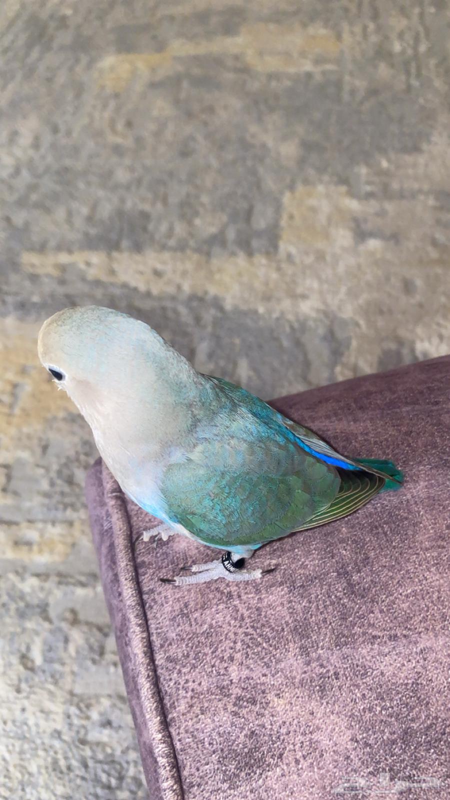 5-month-old rose bird, beautiful inside and outside, clean, non-biting, and in good health64459852577921110