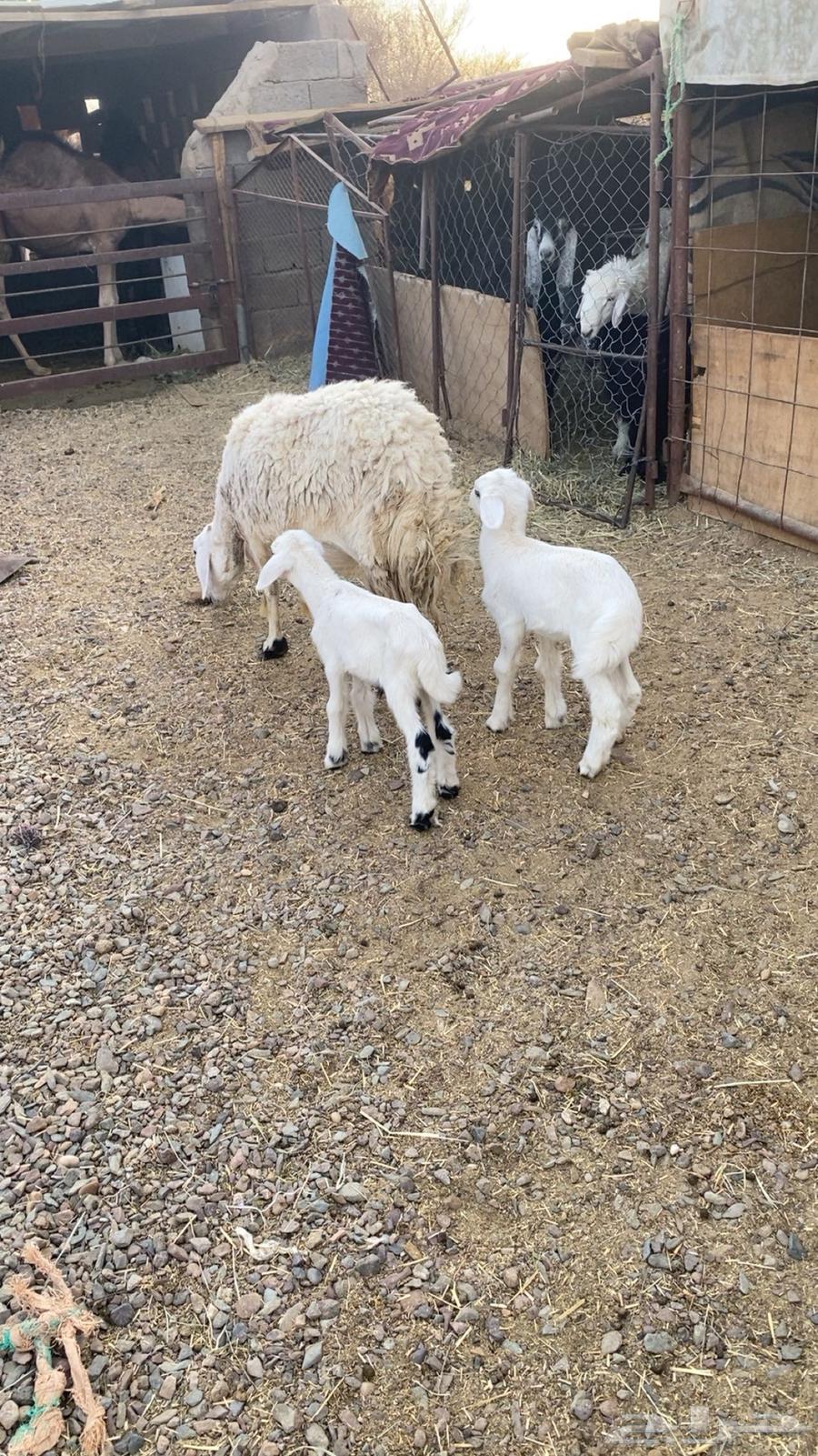 A sheep with a ram underneath and lambs64461759966978110