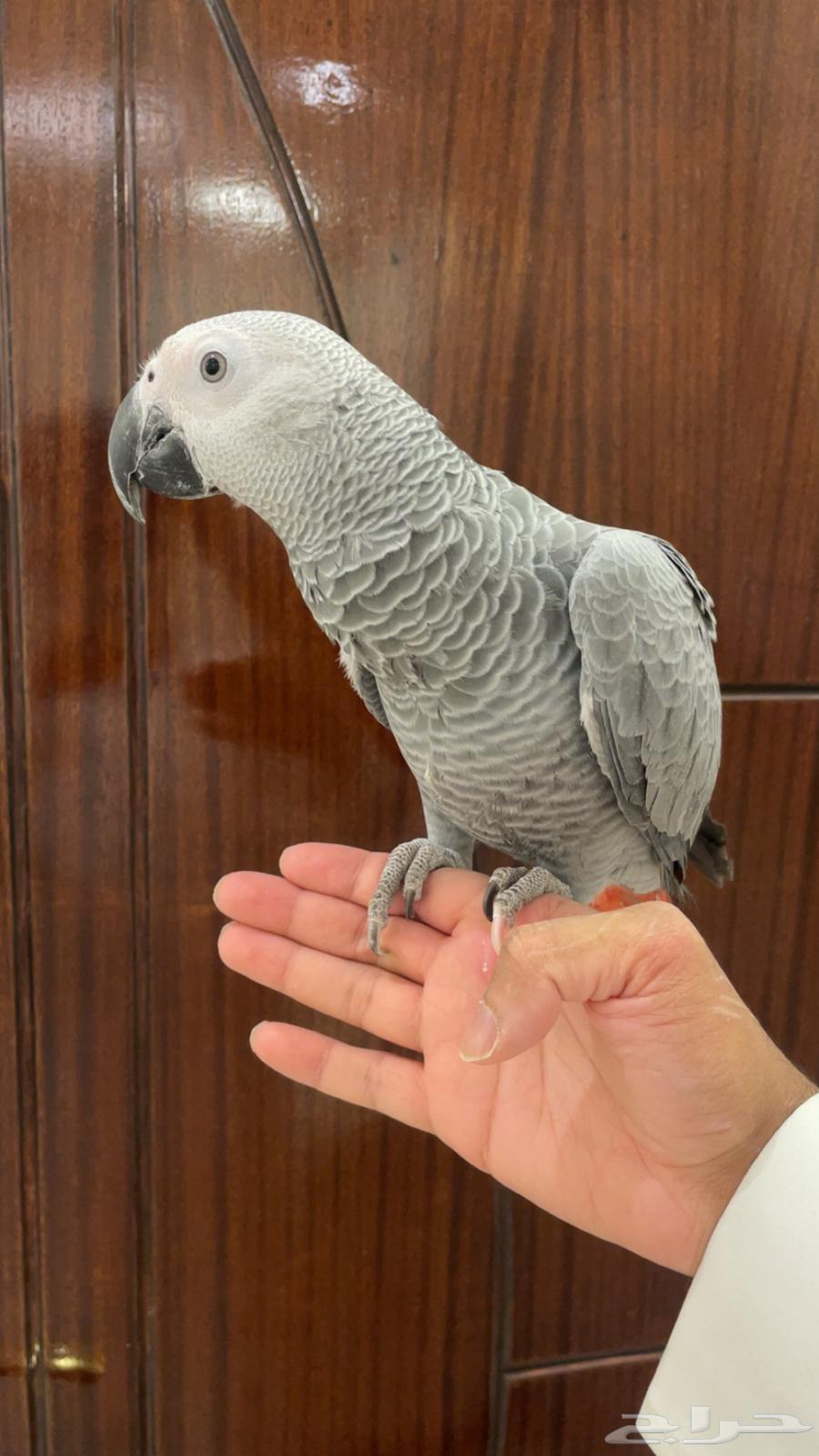 للبيع فرخ كاسكو اليف وهدد64463586572161114